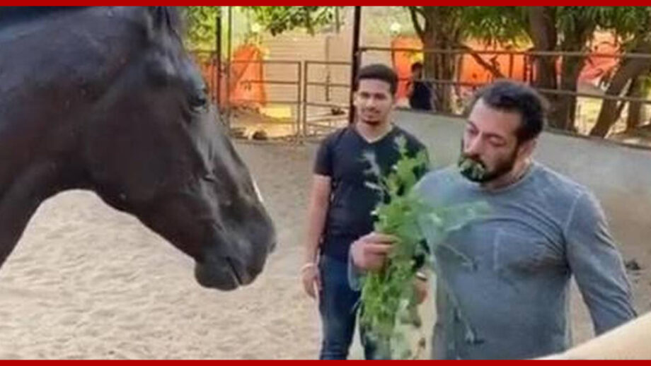 Salman Khan Will Remain In His Farmhouse Till The Lockdown, Not To Return To Mumbai