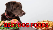 Best Food For Dogs In LOCKDOWN