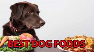 Best Food For Dogs In LOCKDOWN