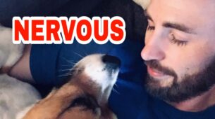 Chris Evans aka Captain America is a ‘Nervous Parent’, find out why