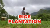 IN VIDEO: Salman Khan spotted doing rice plantation, check out now