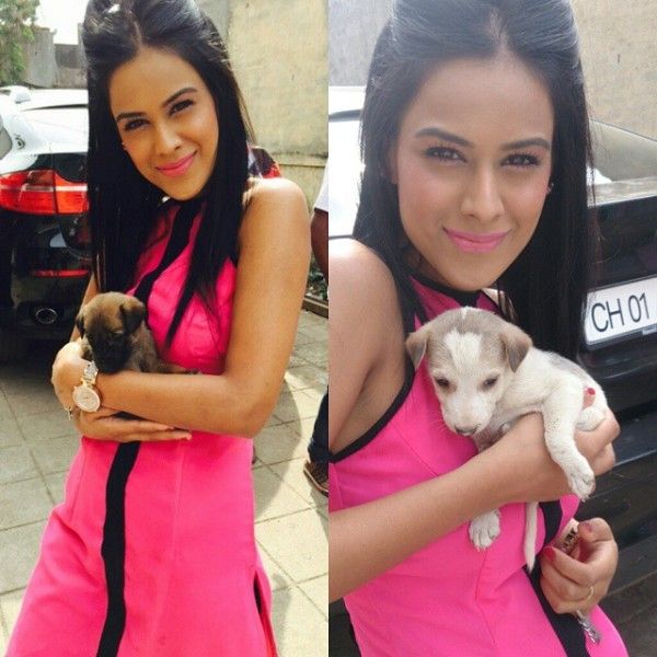 Jennifer Winget, Parth Samthaan, Nia Sharma: TV Celebrities And Their Pictures With Cute Pets Will Make You Smile - 2