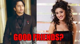 Can Shaheer Sheikh and Shivangi Joshi Be Good Friends?
