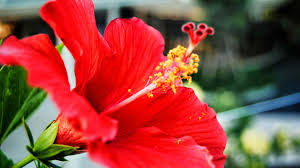 Hibiscus Flower During Your Meal: Know The Pros Of The Flower & Why You Should Consume It