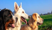 5 Best Dog Breeds Best Suitable For Indian Owners