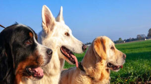 5 Best Dog Breeds Best Suitable For Indian Owners