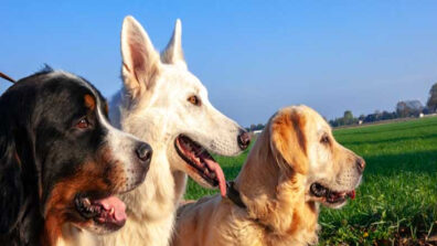 5 Best Dog Breeds Best Suitable For Indian Owners