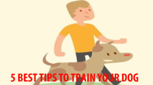 5 Best Ways To Train Your Dogs To Be Furious Yet Loyal Pets