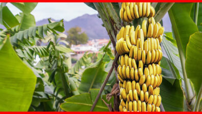 Advantages & Disadvantages Of A Banana: Read Here