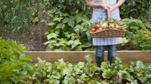 5 Easy Veggies You Can Grow In Your Backyard
