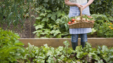 5 Easy Veggies You Can Grow In Your Backyard