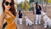 Pet Love: Naagin beauty Mouni Roy plays with an adorable white Tiger, fans go ‘aww’