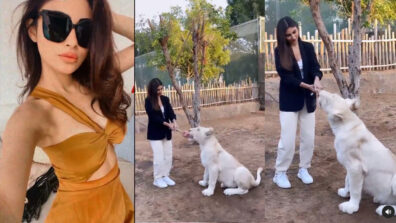 Pet Love: Naagin beauty Mouni Roy plays with an adorable white Tiger, fans go ‘aww’