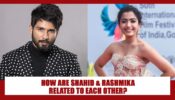 Unknown Secret Connection Between Tollywood Actress Rashmika Mandanna And Shahid Kapoor
