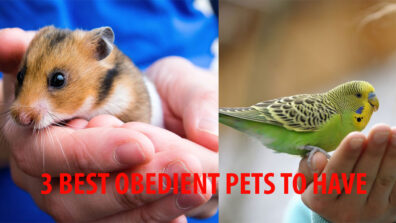 3 Magnificent & Obedient Types Of Pets You Can Opt For As Your New Friend