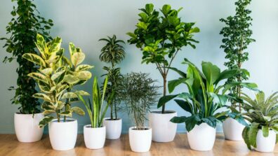 3 Types Of Plants To Keep In Your House For Air Purification