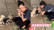 Pet Love: Unseen adorable video of Munmun Dutta aka Babita cuddling street dogs and puppies go viral