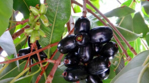 3 Types Of Jammun To Enjoy This Summer, Find Out Their Benefits