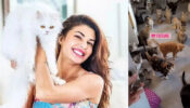 Jacqueline Fernandez reveals her ‘future’ plans, fans curious