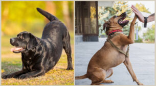 5 Things You Can Teach Your Pets To Do