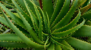 Aloe Vera Is A Woman’s Best Friend: Know Why? Benefits Of Aloe Vera For Skin and Hair