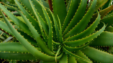 Aloe Vera Is A Woman’s Best Friend: Know Why? Benefits Of Aloe Vera For Skin and Hair