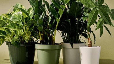 Be A Plant Parent: Tips And Tricks On How To Take Care Of Your Indoor Plants