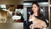 Madhuri Dixit’s adorable video of her pet dog is the cutest thing on internet today