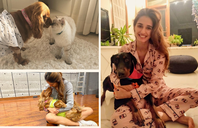 B-Town Celebs Who Are Pet Parents: From Disha Patani To Jacqueline Fernandez - 0