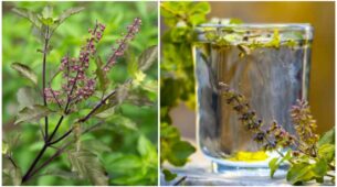 Benefits Of Drinking Tulsi Water For A Good Health