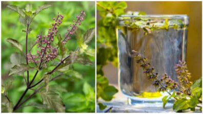 Benefits Of Drinking Tulsi Water For A Good Health