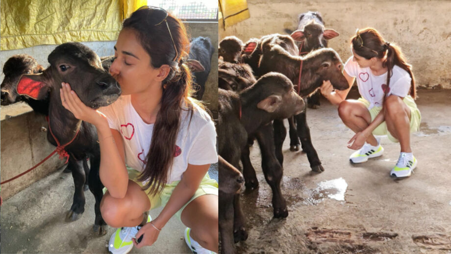 Disha Patani is an animal lover in real life, gets a kiss on her cheeks from a baby calf 404772
