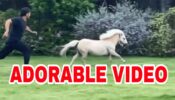 Lockdown Life Goals: MS Dhoni races with his Shetland Pony, video goes viral