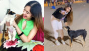 Cute Moment: Jannat Zubair Rahmani & Arishfa Khan’s ‘pet romance’ grabs attention