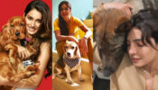 Disha Patani, Katrina Kaif, and Priyanka Chopra’s adorable pawsome moments to admire