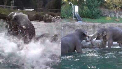 Elephant Making Some Function Memories Sprinkling In A Pool, Watch The Clip That Will Leave You Smiling Widely