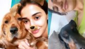 In Video Disha Patani gets groovy to BTS’s Euphoria song with her pet dog, fans can’t stop showing love
