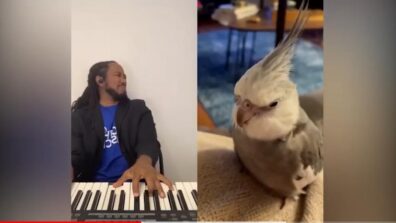 Resonant Bird Singing With Artist Leaves Netizens Dazzled, Watch Viral Video