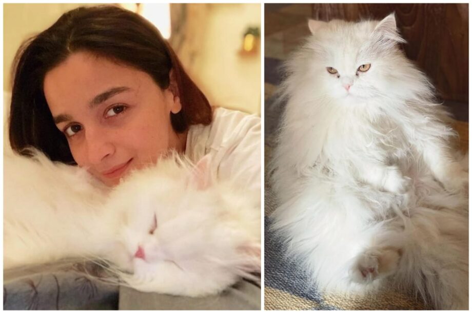 Sneak Peek – Which B-Town Members Have Pets? From Ananya Panday To Malaika Arora - 2