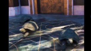 A Video Of ‘Tortoises’ Running Fast Takes Internet By Storm, Netizens Are Left Mesmerised After Coming Across Artist’s Brilliant Animation