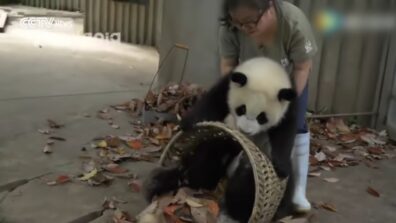 A Woman Struggles To Clean The House When The Panda Cubs Are Around; The Viral Video Has Caught The Attention Of Users