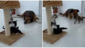 Adorable Trio! Watch A Dog Babysit Three Kittens In An Aww-adorable Video; Netizens Are Delighted To Watch The Sight