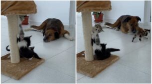 Adorable Trio! Watch A Dog Babysit Three Kittens In An Aww-adorable Video; Netizens Are Delighted To Watch The Sight