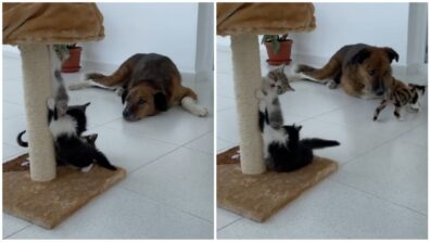 Adorable Trio! Watch A Dog Babysit Three Kittens In An Aww-adorable Video; Netizens Are Delighted To Watch The Sight