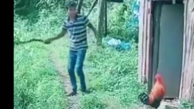 All You Need Is Courage! Man Tries To Scare A Rooster With A Stick In Hand But It Backfires; Watch The Hilarious Video Here