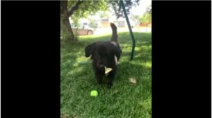 Aww Lovely! Watch This Adorable Video Of A Little Puppy That Plays With Butterflies, Netizens Left Awestruck