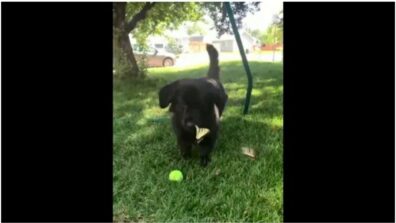 Aww Lovely! Watch This Adorable Video Of A Little Puppy That Plays With Butterflies, Netizens Left Awestruck