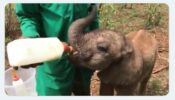 Awww! So Cute: A Baby Elephant Gets Fed Through Bottle By A Keeper, Video Is Melting The Hearts Of Netizens