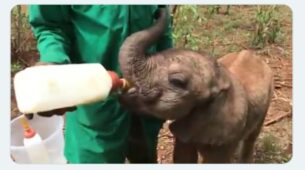 Awww! So Cute: A Baby Elephant Gets Fed Through Bottle By A Keeper, Video Is Melting The Hearts Of Netizens