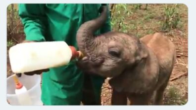 Awww! So Cute: A Baby Elephant Gets Fed Through Bottle By A Keeper, Video Is Melting The Hearts Of Netizens